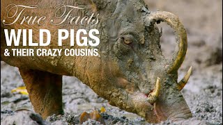 True Facts Wild Pigs [upl. by Town]