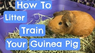 Litter Training Your Guinea Pig [upl. by Rocray]