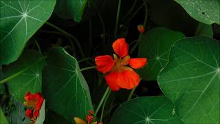 How To Grow Nasturtiums Companion Planting With Nasturtiums Nasturtium Flowers [upl. by Seyler]