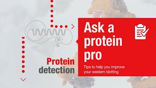 Ask a protein pro  Tips to help you improve your western blotting Protein detection [upl. by Georgette]