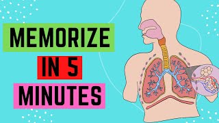 IGCSEGCSE Respiratory System  Memorize In 5 Minutes [upl. by Rauch]