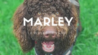 Marley Labradoodle 8 Weeks to 1 Year [upl. by Lugar]