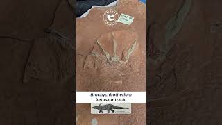 Brachychirotherium Aetosaur Tracks paleontology [upl. by Donica]