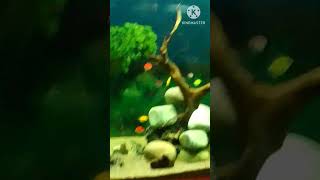 Fish 🐠 Aquarium in Gorakhpur Zoo🥰ytshort sheerin family fishbeautiful place🐠🐠🐠 [upl. by Connor]