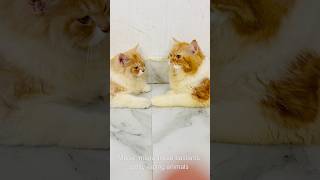 Billu ne diya maalik ko bonus😳😳catcomedy billicomedy cat catvideo viralcat sajidcat billug [upl. by Erehs413]