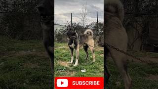 Kangal Shepherd DogMajestic MastiffAnatolian GiantDog of the Steppe Powerful Kangal Dog StandingTall [upl. by Redwine92]