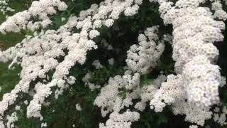 Snowmound Spirea Blooms Every Spring [upl. by Edva]