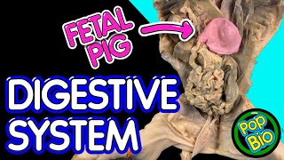 Fetal Pig Dissection Part 2 Digestive System Anatomy [upl. by Jelena]