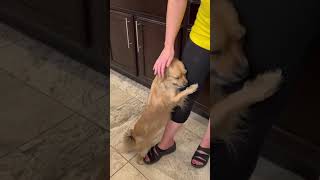 Is my dog too needy🐕 dogs puppy cutedog cute animals animallover doglover pets [upl. by Batchelor]