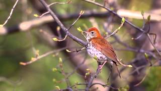 Wood Thrush [upl. by Jeff]