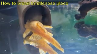 Breeding bristlenose pleco ancistrus  How to breed bristlenose pleco and care for pleco fry [upl. by Nahtanaoj]