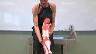 Muscular System  Anatomy and Physiology I [upl. by Assele49]