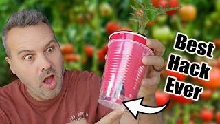 Best Way to Start Tomato Seeds Indoors or Outdoors [upl. by Strohbehn26]