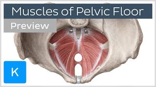 Muscles of the pelvic floor preview  Human Anatomy  Kenhub [upl. by Nagaer]