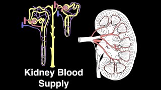 Kidney blood supply [upl. by Way]