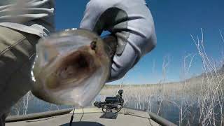 Crappie Fishing 4822 Lake Roosevelt Salome cove [upl. by Yalahs]