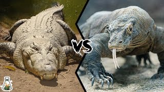 CROCODILE VS KOMODO DRAGON  Which is the strongest [upl. by Ellard]