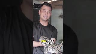 PANJI NEKAT REVIEW ULAR BOA DARI AMAZON [upl. by Burtis]