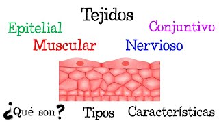 🍖 ¿Qué son los Tejidos 🍖 Tipos y Características Fácil y Rápido  FÍSICA [upl. by Philana]