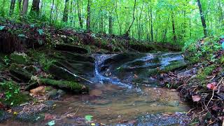 Mini Waterfall in the Forest for Gentle Nature Sounds [upl. by Muffin683]