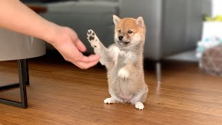 2MonthOld Shiba Inu Puppy Compilation [upl. by Kort]