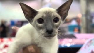 Cat Breed Spotlight Siamese Cats [upl. by Slaby]