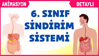 Sindirim Sistemi 6 Sınıf Fen Bilimleri 2 Ünite [upl. by Annayhs]