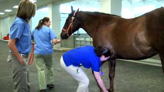 Equine Hospital Tour at the University of Tennessee Veterinary Medical Center [upl. by Elora101]