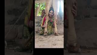 ગૌ પ્રેમ ગૌ પાલન  viral video tranding video tranding Gauri Gir Gaushala [upl. by Iniretake484]