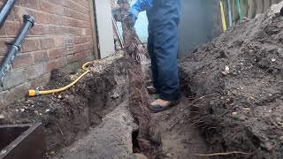 Longest Root Pulled From A Drain Unbelievable [upl. by Wanids]