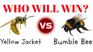 Bumble Bee vs Yellow jacket Who will win [upl. by Frear536]