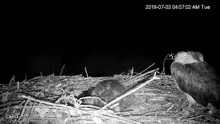 Patuxent River Park Osprey Nest 1 [upl. by Orabel147]