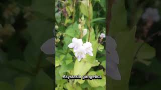 Asystasia gangetica flower 🌼 🌸 shortsvideo flowers sub subscribe travel tourism life live [upl. by Haslett]