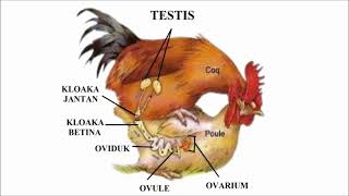 REPRODUKSI PADA UNGGAS TERBENTUKNYA CANGKANG TELUR MENETASNYA TELUR [upl. by Ewald]