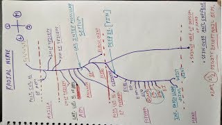 Radial Nerve  Part 2  Diagram  Posterior Interosseous Nerve  Dr Pawan nagar [upl. by Brien]