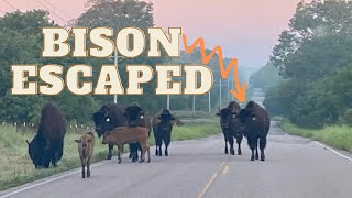 Entire Bison Herd Escaped [upl. by Beaudoin473]