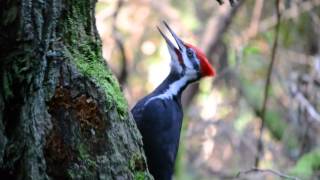 Pileated Woodpecker pecking and calling [upl. by Wicks]