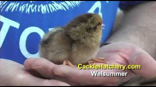 Welsummer Chicken Breed Baby Chicks for Sale  Cackle Hatchery [upl. by Cung]