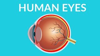 Human Eye Structure and Functions  Human eye video for kids [upl. by Lebama]