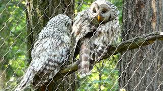 Habichtskauz Strix uralensis Zoo Schönbrunn Voliere Eule im Wald Käfig [upl. by Chaffinch563]