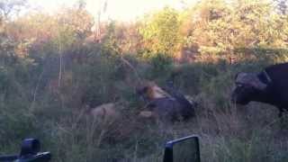 Selati vs Buffalo  Standoff Part 1 [upl. by Atworth]