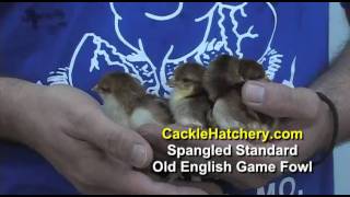 Spangled Standard Old English Game Fowl Chicken Breed  Cackle Hatchery [upl. by Eesdnil]