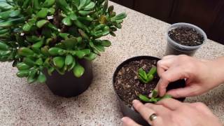 How to propagate a Jade Plant [upl. by Gagne643]