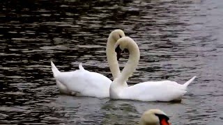 Mute swan courtship dance [upl. by Anet]