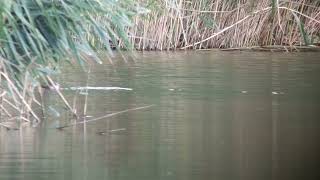 Little Grebes  LMGP [upl. by Stiegler840]