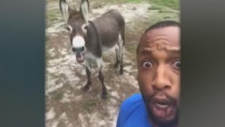 Singing donkey goes viral [upl. by Medlin]