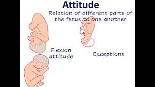 Fetal parameters  lie  presentation  presenting part  attitude  denominator  position [upl. by Onairda183]