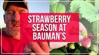 Strawberry Season at Baumans [upl. by Sucam]