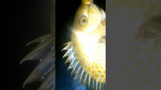 Masaya ang pag ahon pag ganito subscribers fishing buhaymandaragat mandaragat [upl. by Arni]