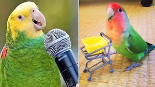 Smart And Funny Parrots Parrot Talking Videos Compilation 2024  Cute Birds 8 [upl. by Avon]